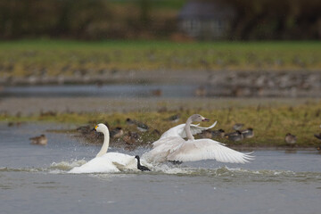 Juvenile bewick swans playing on the open water Scotland Highlands