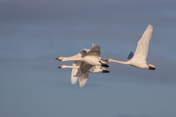 Bewick Swans, three bewicks on migration route in winter from Russia to Europe