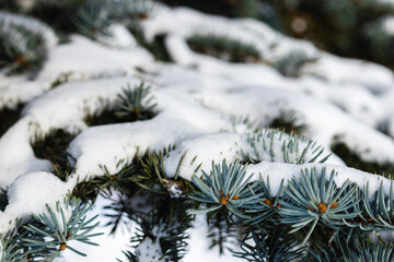 branches of fir under the snow