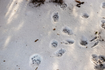 animal footprints in the snow in winter