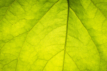 Fototapeta na wymiar green leaf texture background