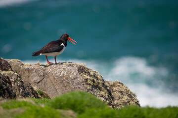 Oystercatcher Wader on rock - Powered by Adobe