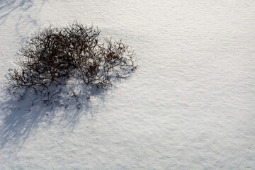 Snow covered branches. Winter background