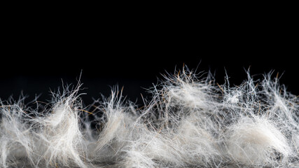light dog hair on a black background. moult, grooming