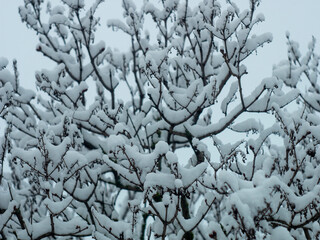 the snow is lying very beautifully on the tree