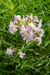Obraz na płótnie Canvas Vertical image of the flowers and foliage of the perennial Saponaria officinalis, commonly known as soapwort or bouncing bet