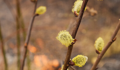 Burning dry grass in the spring. Spring buds on a tree against a background of a burning ditch.