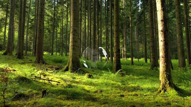 Concept green environment forest ecosystem with transparent white rotating Earth globe in the middle background animation. 