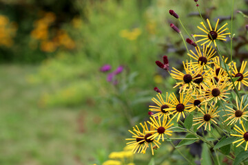 Horizontal image of 'Henry Eilers' sweet coneflower (Rudbeckia subtomentosa 'Henry Eilers' in a late-summer garden setting, with copy space