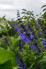 Vertical image of 'Black and Blue' blue anise sage (Salvia guaranitica 'Black and Blue'), showing the blue flowers and black calyces