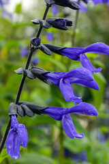 Vertical image of 'Black and Blue' blue anise sage (Salvia guaranitica 'Black and Blue'), showing the blue flowers and black calyces - obrazy, fototapety, plakaty