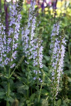 Vertical image of 'Crystal Blue' perennial sage (Salvia) in a garden setting