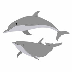 Pair of Common bottlenose dolphins. Dolphins Tursiops truncatus swim in the water. Realistic vector secondary water