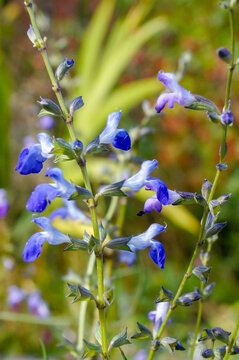 Closeup of the small blue flowers of West Texas grass sage (Salvia reptans) in a garden setting