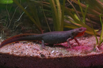 Dark closeup of an aqutic female of the rare and endangered Chinese Fuding fire-bellied, Cynops fudingensis