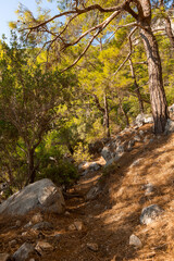 summer forest in rocky area