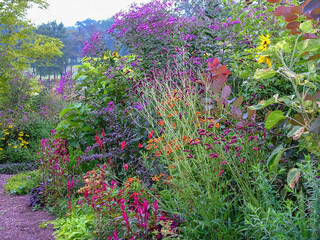 Flower garden in late summer, including purple Japanese burnet (Sanguisorba tenuifolia var. purpurea), tall ironweed (Vernonia gigantea [V. altissima]), and other herbaceous plants
