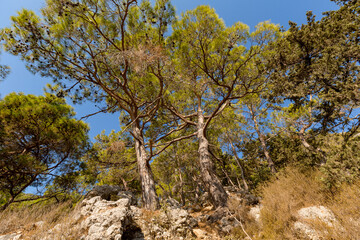 summer forest in rocky area