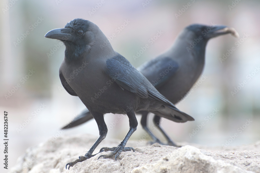 Wall mural Two ravens are sitting on a stone. Close-up portrait. Front view.