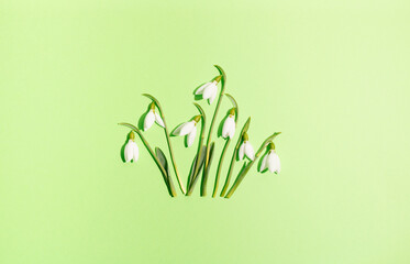 Snowdrop flowers on green background. Flat lay. Creative spring minimal concept.