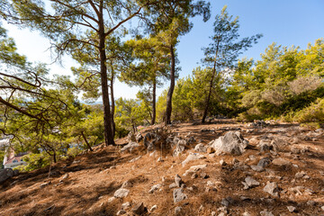 Fototapeta na wymiar summer forest in rocky area
