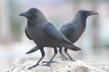 Two ravens are sitting on a stone. Close-up portrait. Front view.