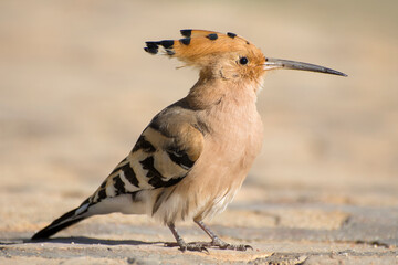 Eurasian Hoopoe or Common Hoopoe (Upupa epops) on a blurred background. © imartsenyuk