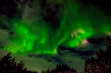 Fototapeta na wymiar Aurora borealis over winter forest 