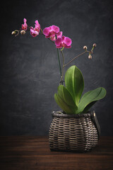 Beautiful purple Phalaenopsis orchid flower. Luxury mini Orchidea in basket.