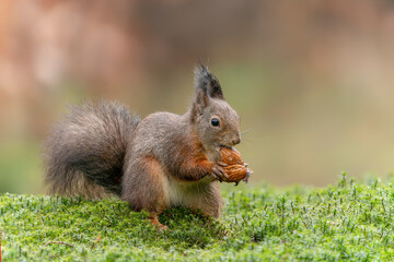 Naklejka na ściany i meble Eurasian red squirrel (Sciurus vulgaris) eating a walnut in the forest of Noord Brabant in the Netherlands. 
