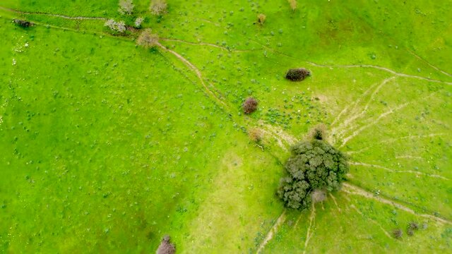 Aerial view of a green tree in a green field in Sardinia, Italy