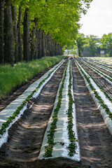 Obraz premium Plantations of strawberry plants growing outdoor on soil covered with plastic film