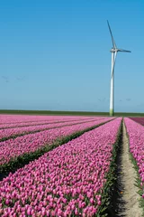 Gordijnen Tulips bulbs production in Netherlands, colorful spring fields with blossoming tulip flowers © barmalini