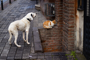 a white dog barking to a cat