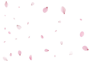 Sakura petals backdrop. Holiday cherry vector