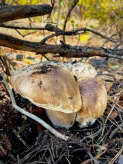 mushrooms in the forest