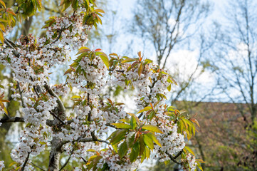 Fototapeta premium Spring white blossoms of sweert cherry trees on fruit orchards in Zeeland, Netherlands