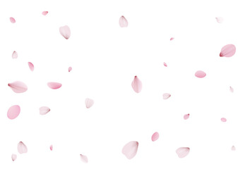 Sakura petals backdrop. Holiday cherry vector