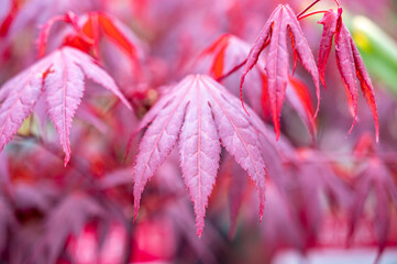 Botanical collection, young red leaves of red japan shaina acer tree - obrazy, fototapety, plakaty