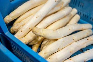 First Dutch white asparagus for sale on farm in North Brabant