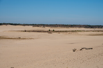 Walking trails in Dutch national park with yellow sandy dunes, pine tree forest and dried old desert plants