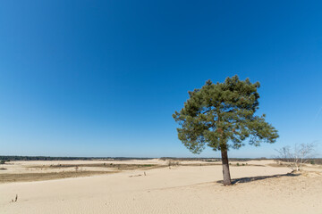 Fototapeta na wymiar Walking trails in Dutch national park with yellow sandy dunes, pine tree forest and dried old desert plants