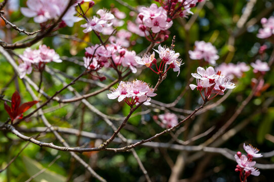 Spring blossom of pink wild sakura cherry tree © barmalini
