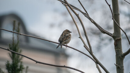 little bird sitting on a tree branch