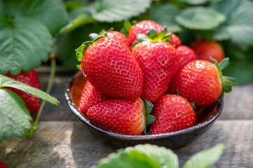 New harvest of ripe red sweet strawberry on farmer fiels and green leaves of strawberry plants close up