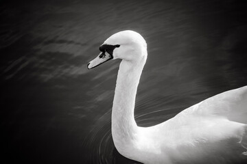 beautiful white swan swims in the water
