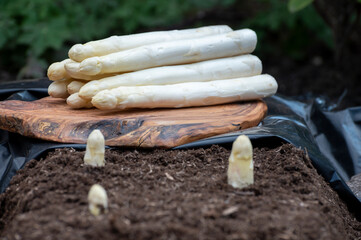 Harvesting on farm field of high quality Dutch white asparagus vegetables, growing asparagus, tasty...
