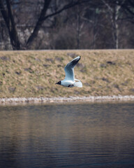 seagull in flight. photo of a bird in flight