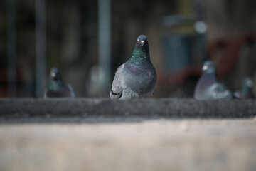a pigeon living in a big city walks down the street. pigeon on the road