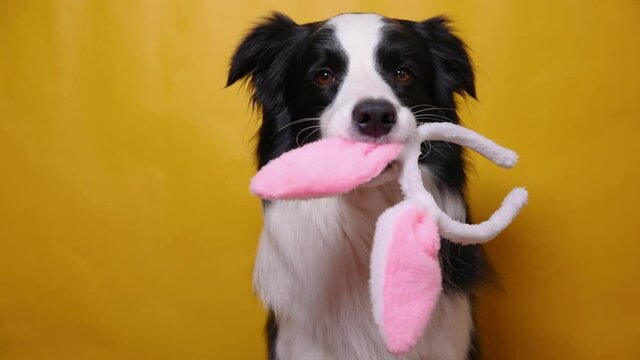 Happy Easter concept. Funny puppy dog border collie holding easter bunny ears in mouth isolated on yellow background. Preparation for holiday. Spring greeting cncept on Easter